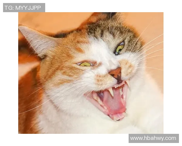 高清足球明星拉面头像图片合集精美呈现让你大开眼界